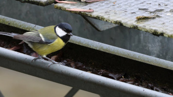 Dachrinnenreinigung Dachrinnenreinigung