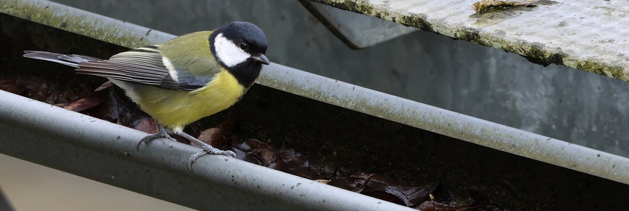 Dachrinnenreinigung München – Wartungsteam bei der professionellen Reinigung von Dachrinnen Dachrinnenreinigung München – Wartungsteam bei der professionellen Reinigung von Dachrinnen